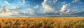 Golden wheat field under a blue sky with fluffy white clouds on a sunny summer day Royalty Free Stock Photo