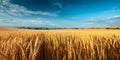 Golden Wheat Field Under a Blue Sky A Panoramic View Royalty Free Stock Photo