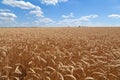 Golden wheat field under the blue sky Royalty Free Stock Photo