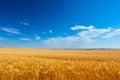 Golden Wheat Field Under Blue Sky Royalty Free Stock Photo