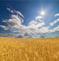 Golden wheat field under blue sky and sun Royalty Free Stock Photo