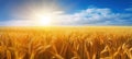 Golden wheat field under blue sky on sunrise, serene minimalist landscape panorama. Generative AI realistic illustration Royalty Free Stock Photo