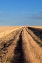 Golden wheat field under blue sky in Ukraine. Royalty Free Stock Photo