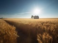 Golden Wheat Field Under a Blue Sky