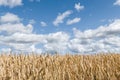 Golden wheat field under blue sky Royalty Free Stock Photo