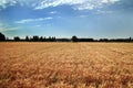 Golden wheat field under blue sky and white clouds Royalty Free Stock Photo