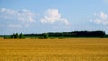 A golden wheat field under a clear blue sky with fluffy white clouds Royalty Free Stock Photo