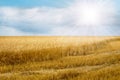 Golden wheat field Royalty Free Stock Photo