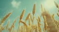 Golden Wheat Field Under Sun.AI generated image Royalty Free Stock Photo