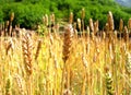 Golden wheat field under the sun Royalty Free Stock Photo