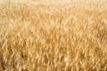 Golden wheat field under the sun Royalty Free Stock Photo