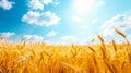Golden Wheat Field under a Sunny Blue Sky Royalty Free Stock Photo