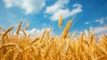Golden Wheat Field under a Sunny Blue Sky Royalty Free Stock Photo