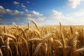 Golden wheat field under a vast blue sky with fluffy white clouds Royalty Free Stock Photo