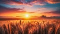 Golden wheat field under a vibrant sunrise with a misty background