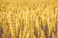 Golden wheat field. Wheat stalks and grain close up, selective focus in soft shades of yellow and orange. Summer harvest concept