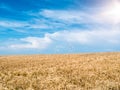 Golden Wheat field with wind turbines against blue sky Royalty Free Stock Photo