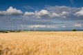 Golden wheat field and wind turbines Royalty Free Stock Photo