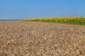 Golden wheat field and yellow sunflower field under blue sky with clouds in peaceful Ukraine Royalty Free Stock Photo