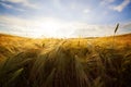 Golden wheat field Royalty Free Stock Photo