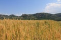 Golden wheat fields Royalty Free Stock Photo