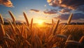 Golden wheat fields glow in the sunset, nature bountiful harvest generated by AI Royalty Free Stock Photo