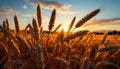 Golden wheat fields glow in the sunset, ripe for harvest generated by AI Royalty Free Stock Photo