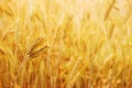 Golden wheat fields in the sun light Royalty Free Stock Photo