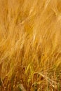 Golden wheat fields on sunny day in wyoming Royalty Free Stock Photo