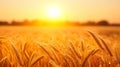 Golden Wheat Fields at Sunset: Nature\'s Beauty Up Close. Royalty Free Stock Photo