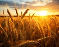 Golden Wheat Fields at SunsetNature\'s Up Close.