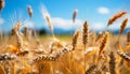 Golden wheat fields under a blue sky, nature bountiful harvest generated by AI Royalty Free Stock Photo