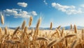 Golden wheat fields under the summer sun, nature bountiful harvest generated by AI Royalty Free Stock Photo