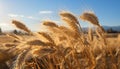 Golden wheat fields under the summer sun, nature bountiful harvest generated by AI Royalty Free Stock Photo