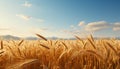 Golden wheat fields under a summer sunset, nature bountiful harvest generated by AI Royalty Free Stock Photo