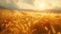 Golden wheat fields under the watchful eyes of the four winds in Anemoi Royalty Free Stock Photo