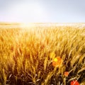 Golden wheat-fileld with sunshine