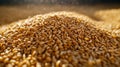 Golden Wheat Grains Form A Bountiful Heap Royalty Free Stock Photo