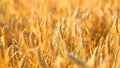 Golden wheat growing