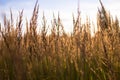 Golden wheat grows in the field in the bright sun. Beautiful yellow rye against the Sunny sky Royalty Free Stock Photo