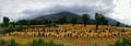 Golden wheat harvest organic Indian farming Himalayas Royalty Free Stock Photo