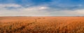 Golden wheat landscape panorama at evening time Royalty Free Stock Photo