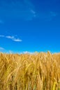 Golden wheat plant meadow under a blue vivid sky