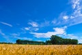 Golden wheat plant meadow under a blue vivid sky Royalty Free Stock Photo