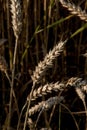 Golden wheat plant's growing seeds Royalty Free Stock Photo