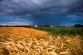 Golden wheat ready for harvest growing in farm Royalty Free Stock Photo