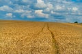 Golden wheat ready for harvest. Wheat growing on a farm field under blue sky. Royalty Free Stock Photo