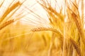 Golden wheat ripe in the field. Wheat stalk and grain close up selective focus soft shades of yellow and orange background Summer