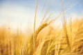 Golden wheat ripe in the field. Wheat stalk and grain close up selective focus soft shades of yellow and orange background Summer