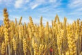 Golden wheat ripe field. Wheat stalks and grain red poppies close up yellow and orange with blue sky with clouds background.